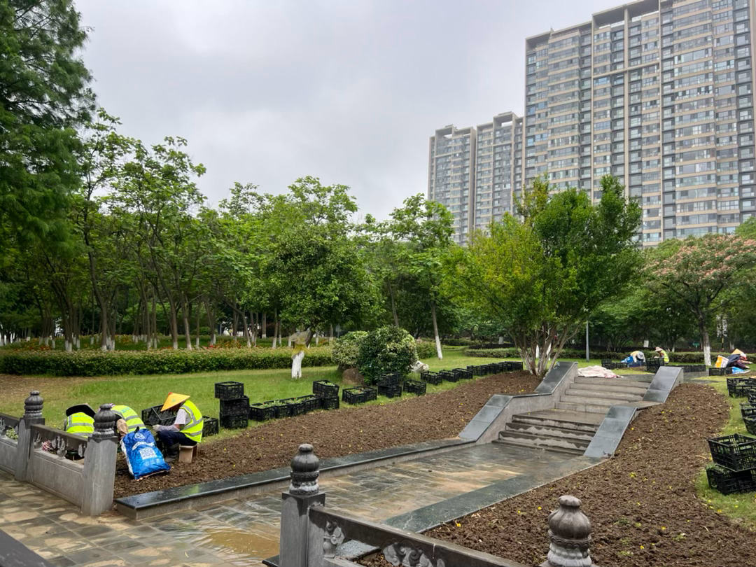 公共绿地上，花工在栽种半枝莲。他们是宜兴西郊新河沿的人，出来做点零活，一天工钱九