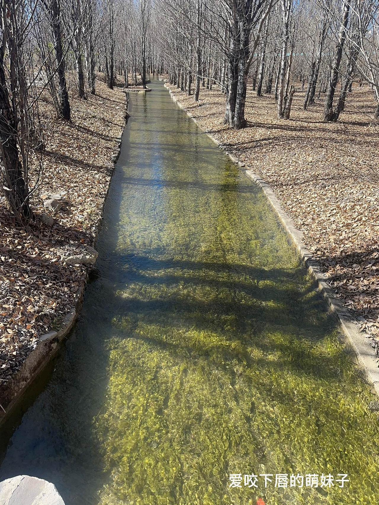 流水，牦牛，落叶，这就是秋景高原牛群