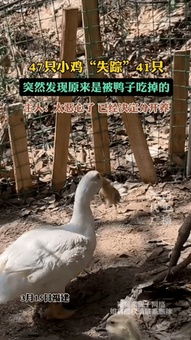 真是解释不清了！

福建厦门，女子养了47只小鸡。几天后却只有6只了，小鸡的尸体