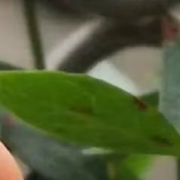 生活手记蓝莓种植方法需选酸性土壤（pH值4.0-5.5），可掺入腐叶土、硫磺粉调