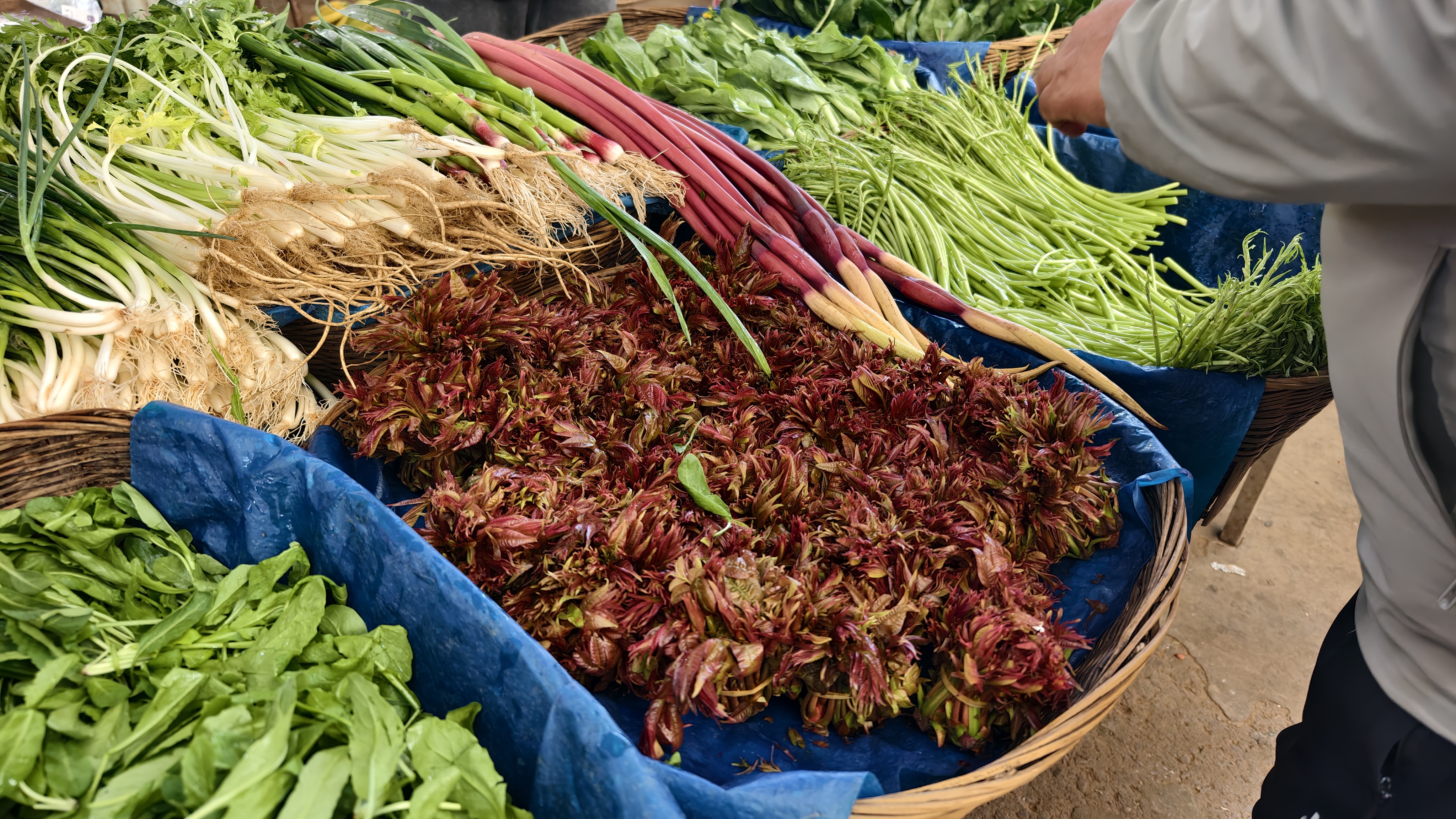 开屏消费观｜大量上市，昆明香椿价格“大跳水”！附选购吃法攻略→