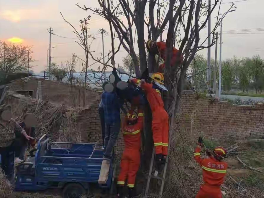 太危险了！北京男子晚上爬树摘香椿竟然掉了下来，倒挂7个多小时后获救！

4月24