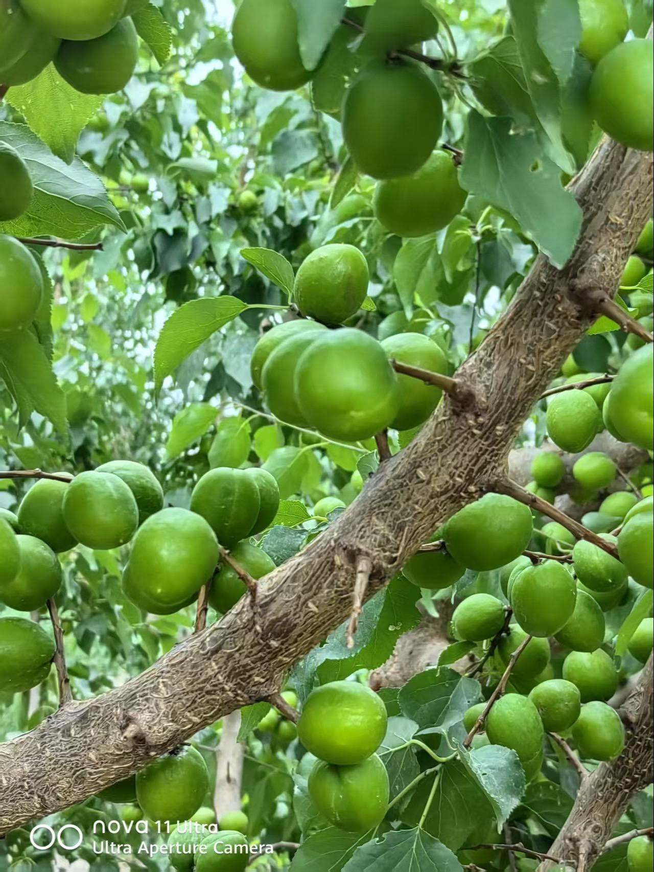 5月28号正宗轮台小白杏的样子