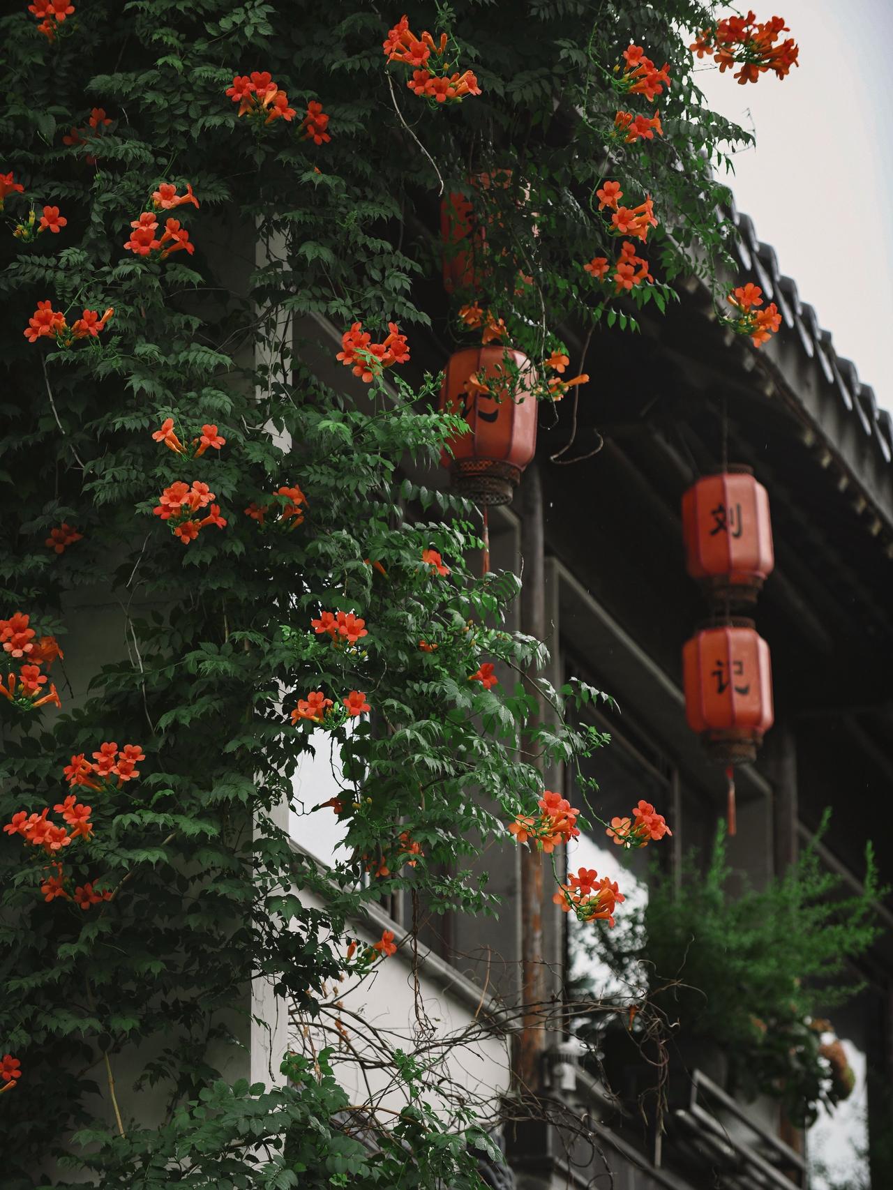 雨歇青砖润
一墙凌霄，橙红垂瀑
风过，瓣落无声
花影探巷，旧墙生香
南京慢，不赶