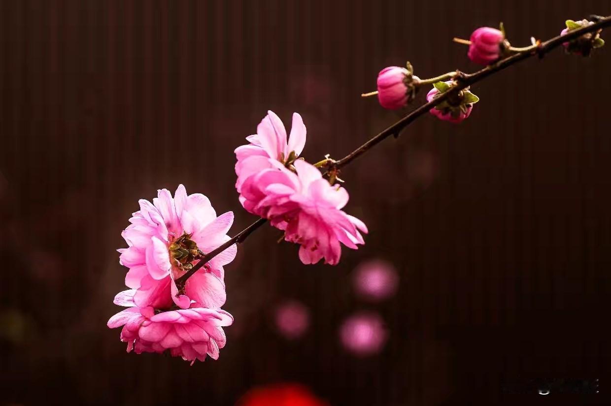 红梅花开