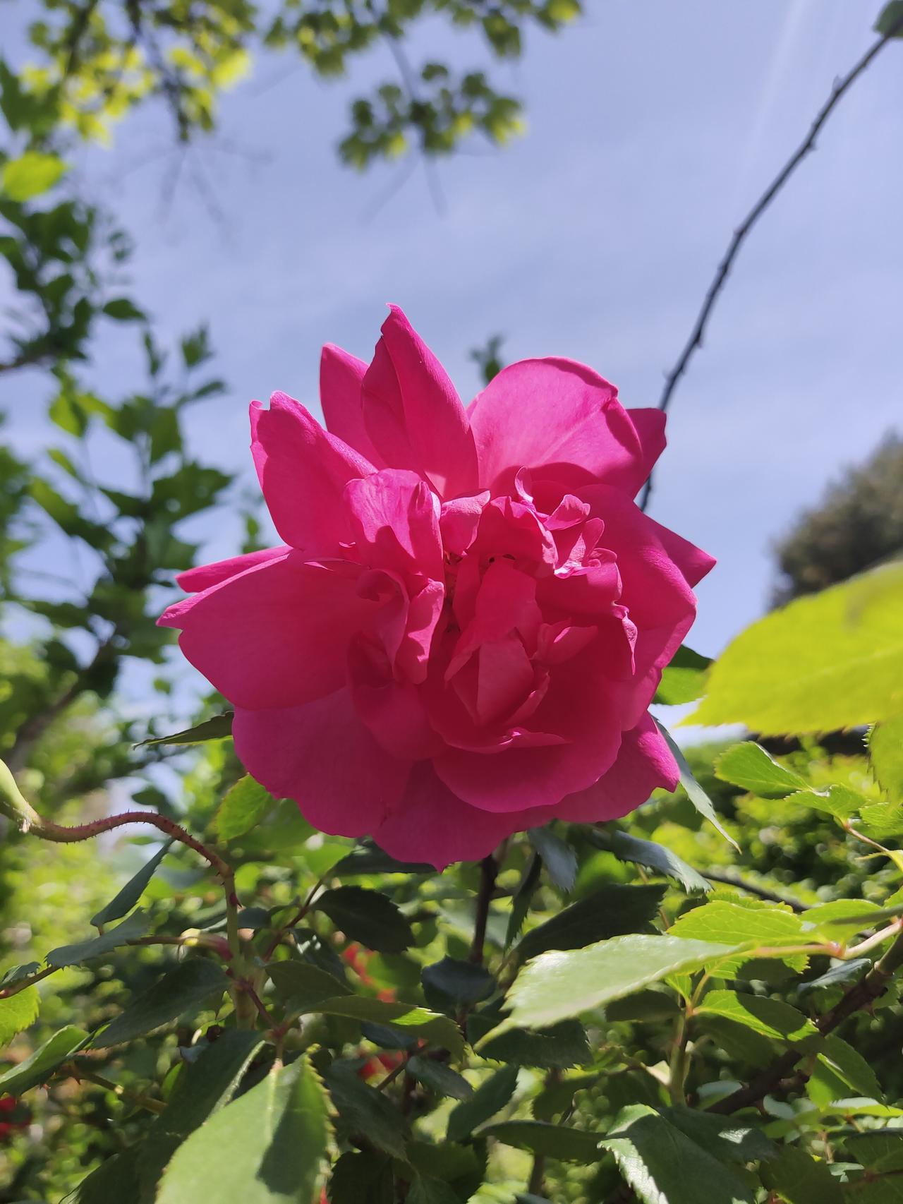 从公园回来的路上，我骑着电动车正常行驶，前面一位大叔突然急刹车，吓得我不禁喊了两