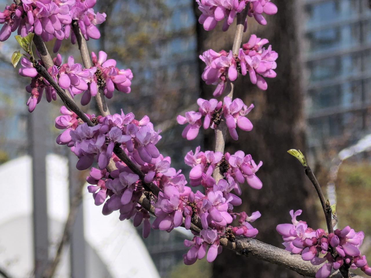 紫荆花。摄于合肥市街边小公园。