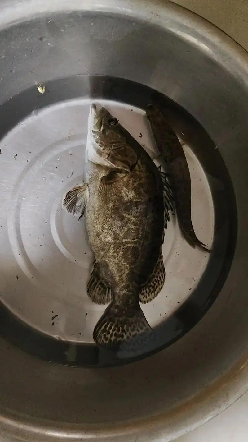 吃晚饭时和父母兄弟聊天。我记得鯚鳜鱼都要在特别清粼的水中才能活，但看抖音视频号，