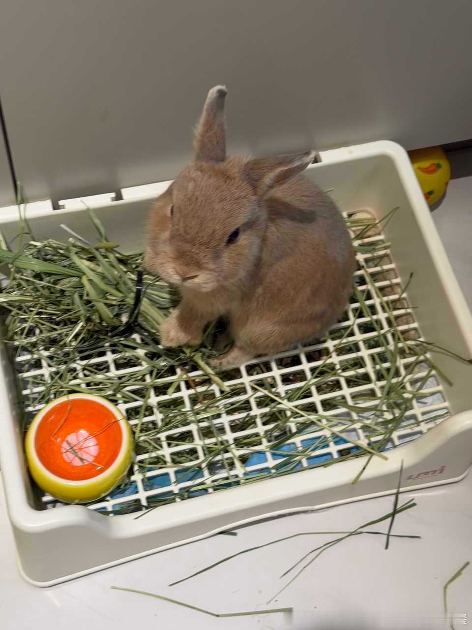13662🐇🐇【】家里有两只小兔，但是他们两个不愿意在一起玩，所以都是分开散