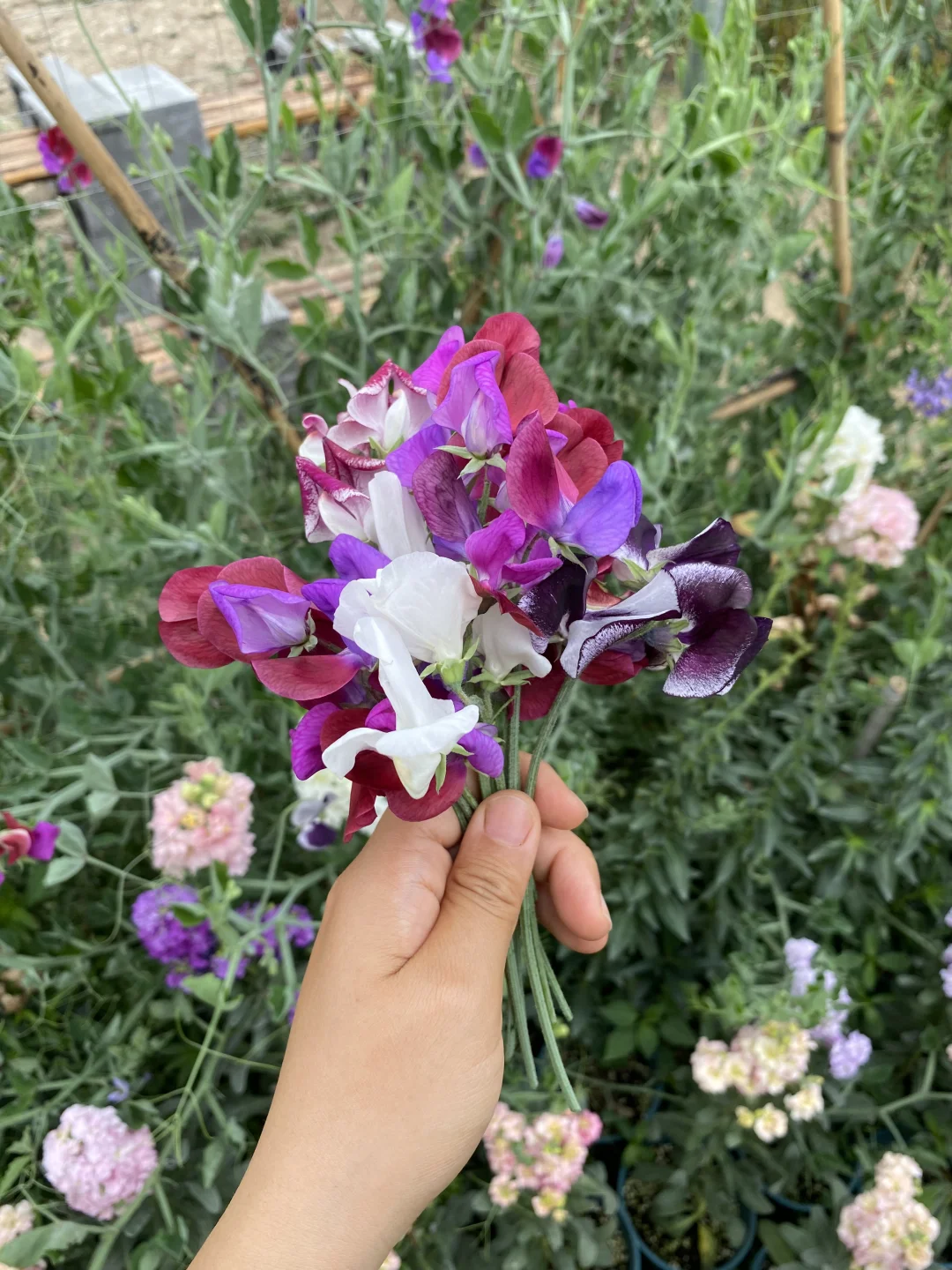 在广州也可以实现香豌豆切花自由啦🫛🌸～