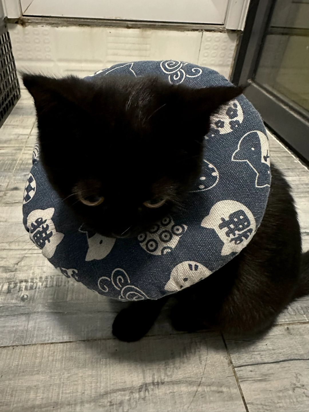 宝宝掉毛…宝宝挨骂…宝宝委屈…