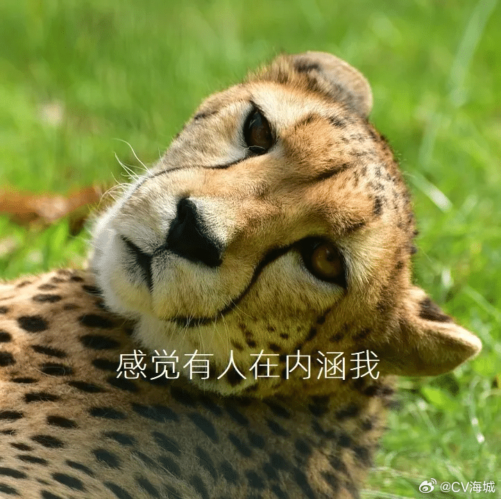 猎豹的拉丁名Acinonyx指“无法缩回的爪子”，猎豹的确没办法像其他猫科动物一