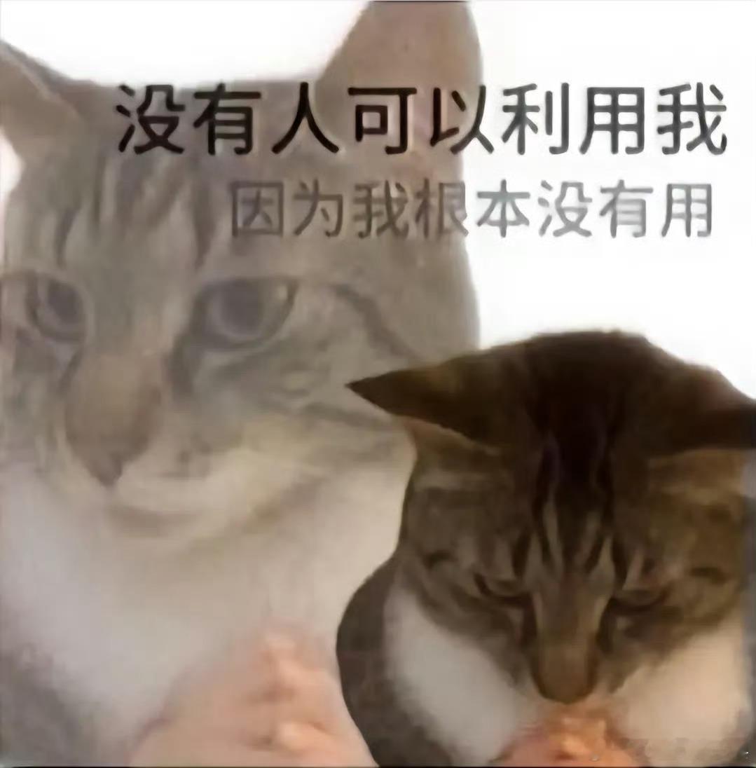 今日份小猫🐱表情包～ 