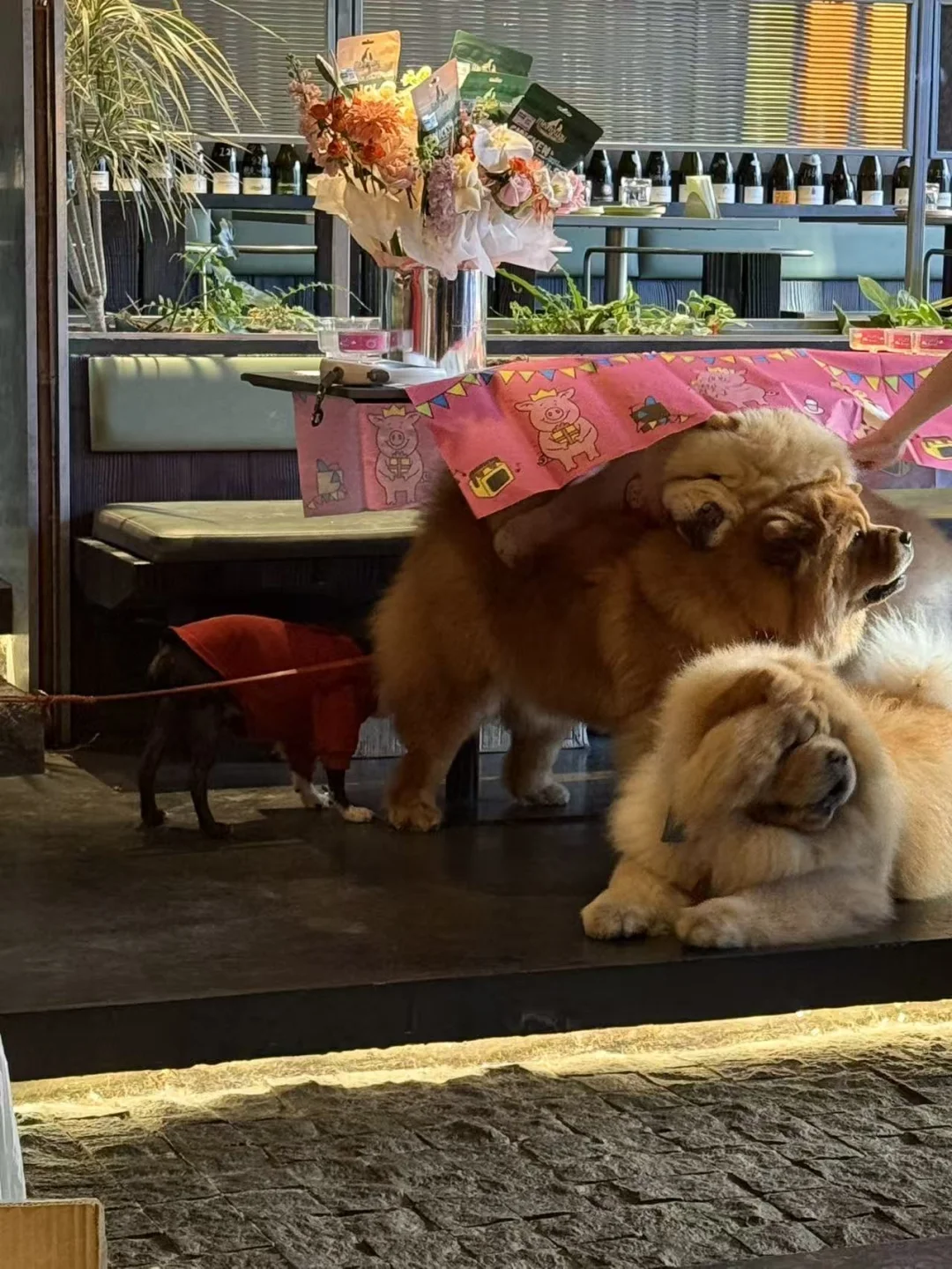 心胖：我可太爱我的新伙伴啦～