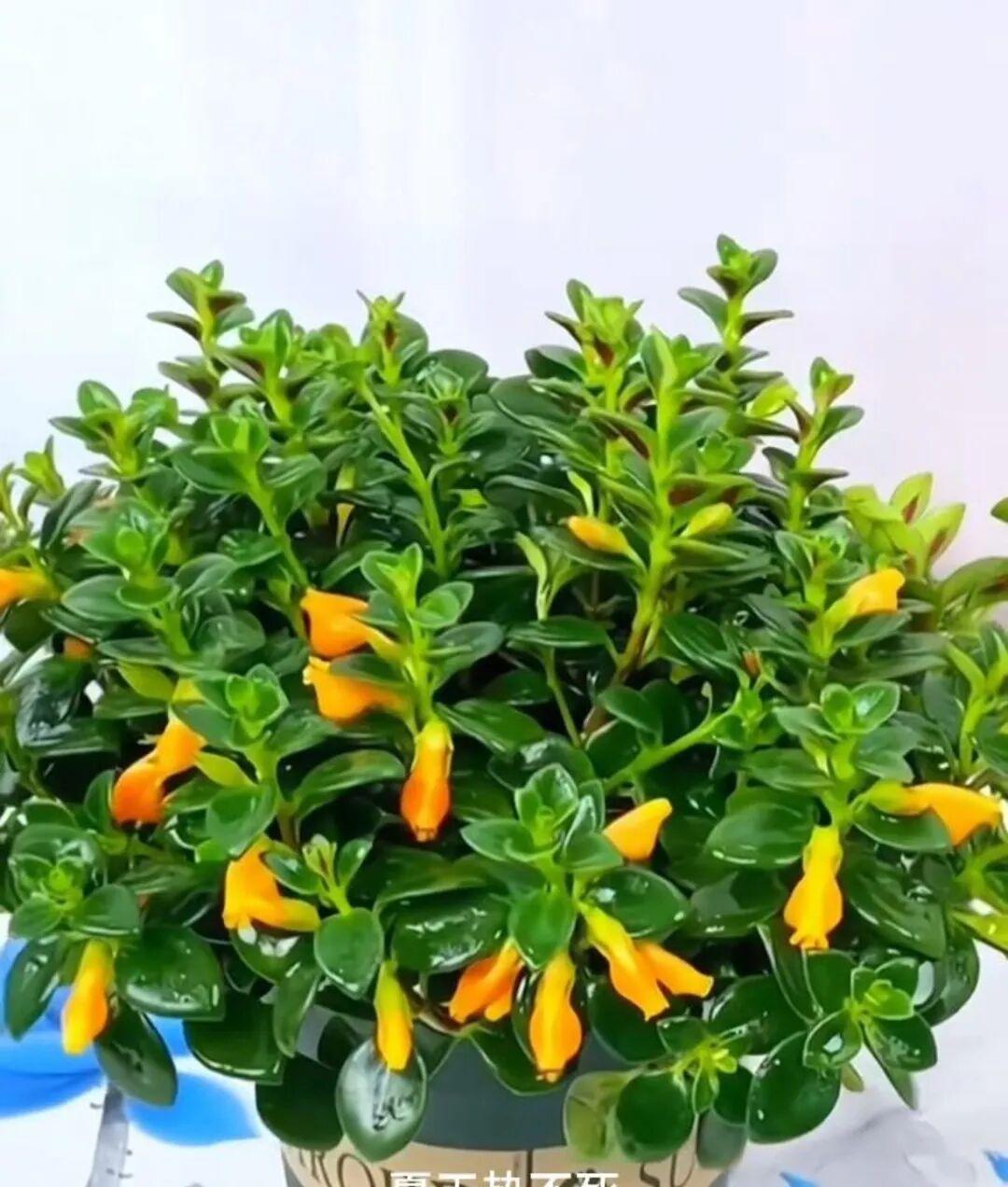 生机勃勃的绿植，点缀着鲜艳的橙花，自然清新，充满活力！🌱🌸看着就让人心情美美