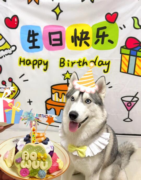 是小哈到家的 第一年🎂