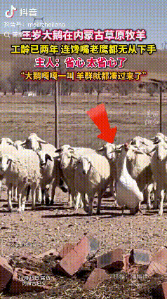 “太有灵性了”内蒙古包头，一牧民家养了只大鹅，准备冬天炖着吃，没想到大鹅为了改变