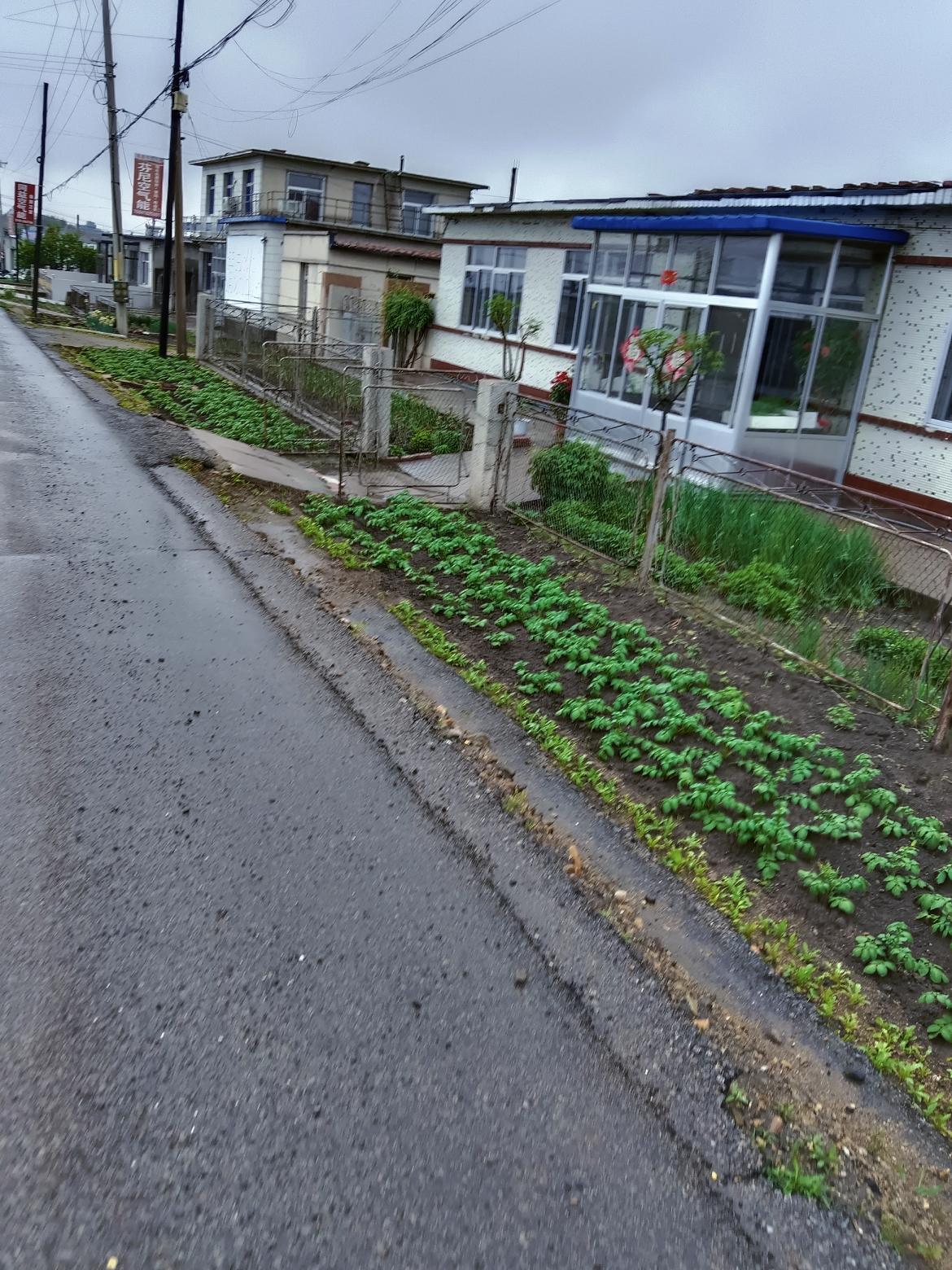 雨后乡村小路，绿意盎然，宁静祥和。下雨天，路边的菜地绿盈盈的，好水灵啊！路上的田