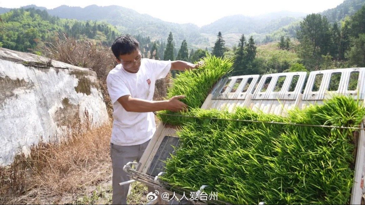 丽水青田农业机械化发展绘就稳产增收新画卷从人工弯腰劳作到机械化耕种，青田巧用科技