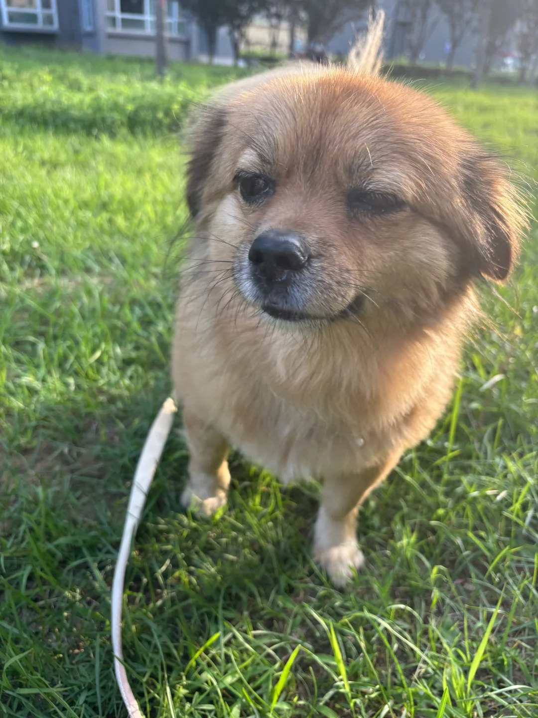 小狗也不喜欢早八