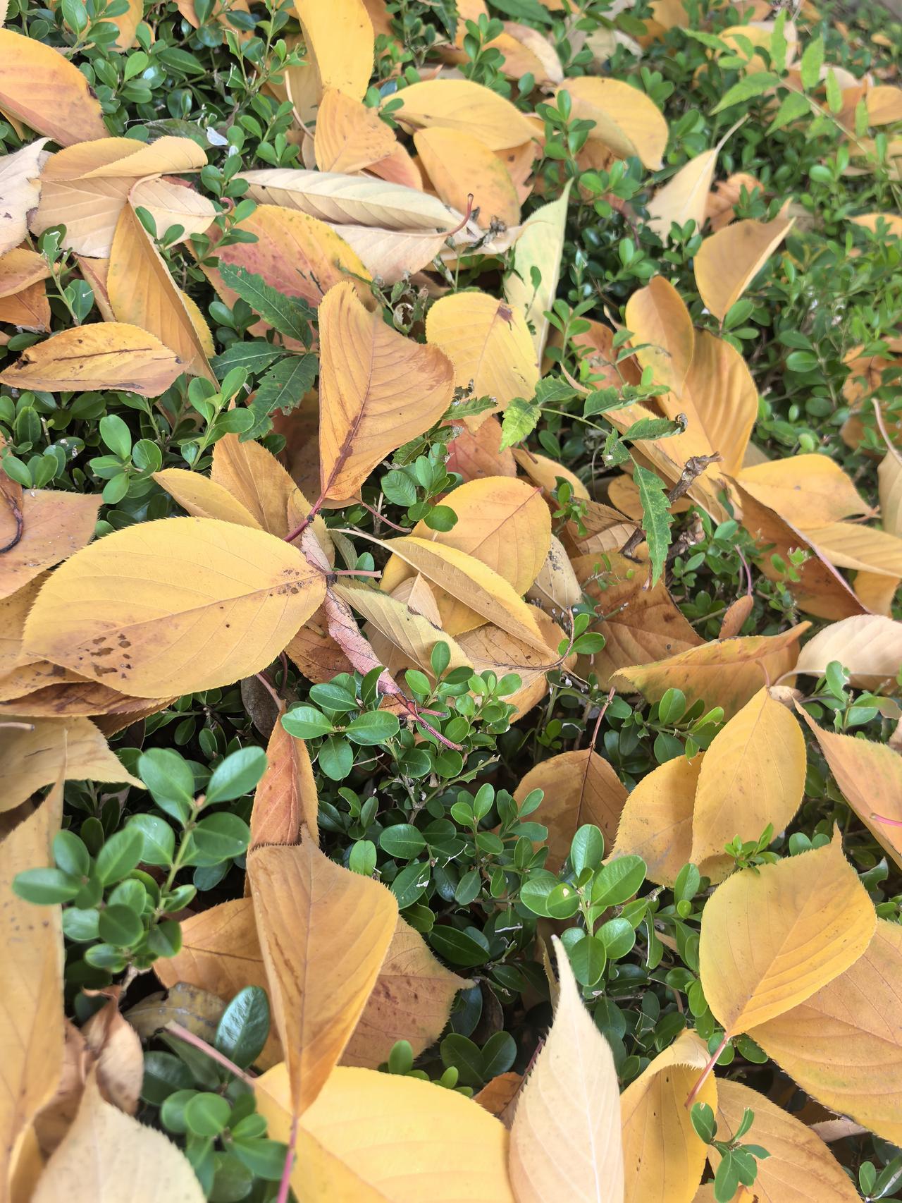 可以分享一张秋景树叶的照片吗