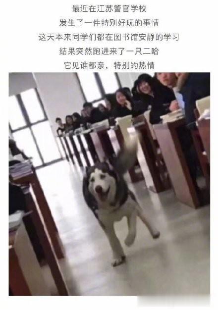 二哈偷偷溜进某警官学院图书馆，见人就亲：收我做警犬吧，求求你了！[笑cry]​​