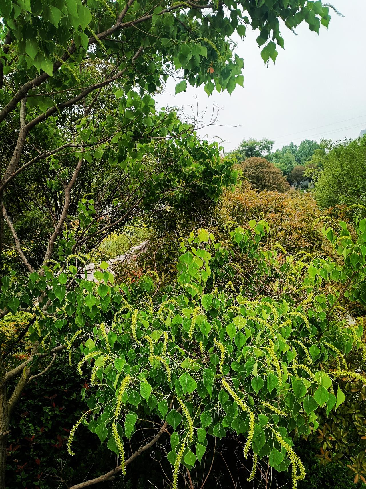 初夏乌桕花开，心形绿叶缀满长条花穗。林间草木葱茏，烟雨般的绿意，宁静又温柔。