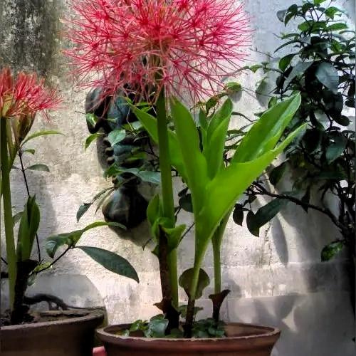 她们有着国色天香的气质，一颦一笑皆是风情，却依旧低调温柔。
 
生得花容月貌是天