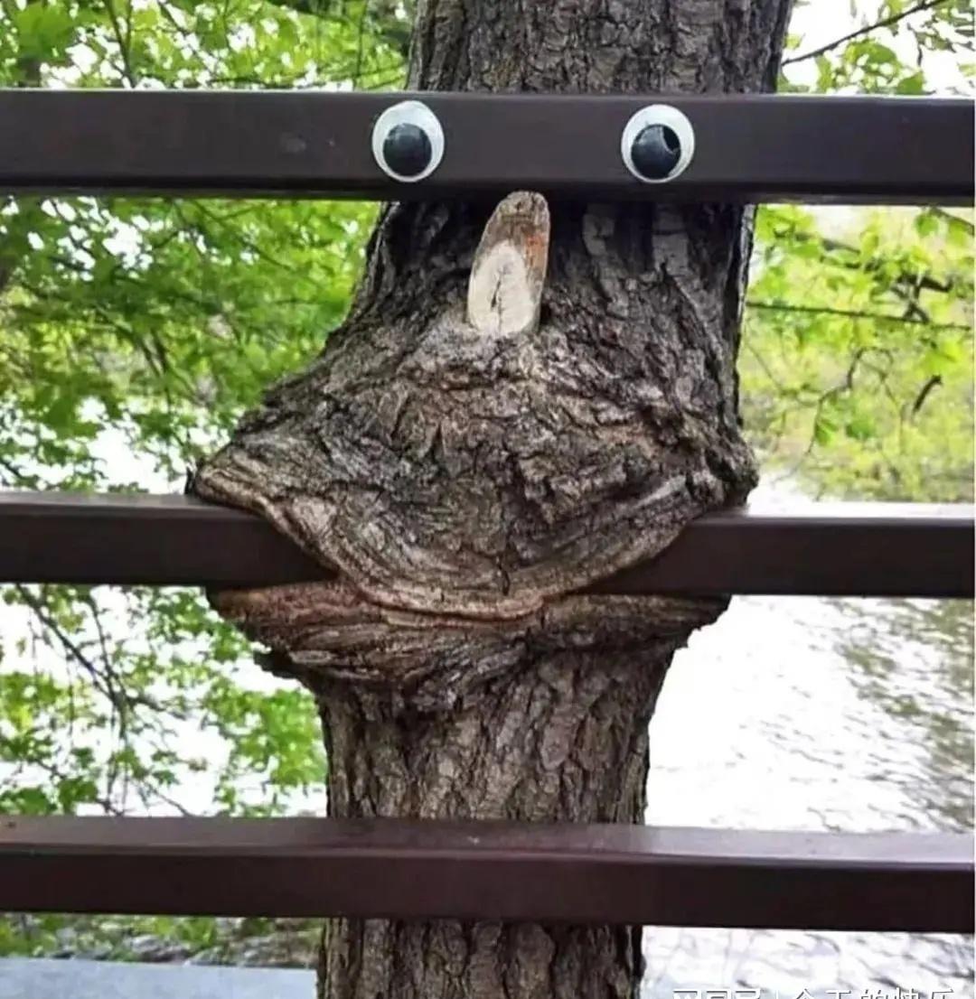 遭了，这树成精了！！！ ​​​