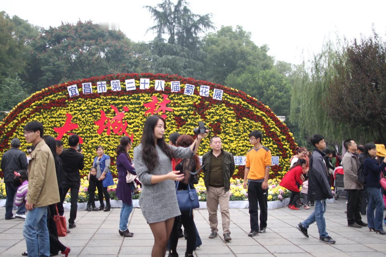 宜昌第二十八届菊花展是哪一年？花已向晚飘落了灿烂宜昌 老照片 儿童公园 宜见钟情