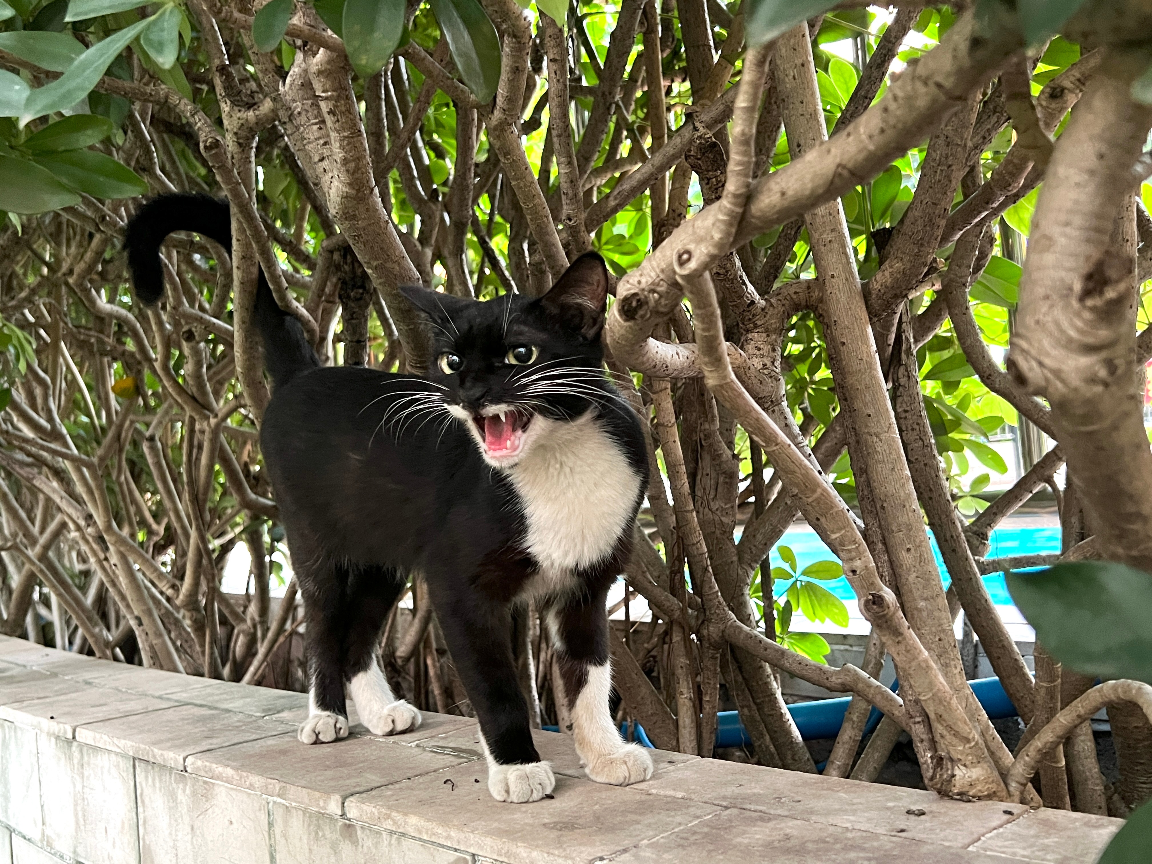 广州领养猫天河小黑黑：请带我回家吧！2025年7月1日晚间约11点，发现躲在小区