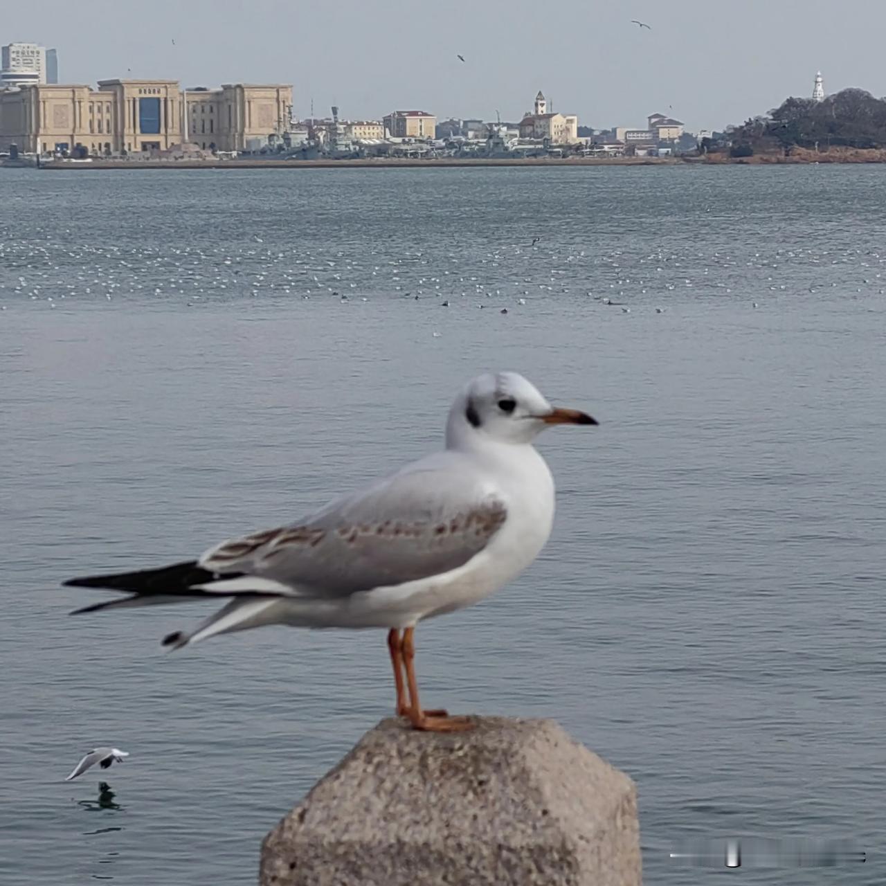 静立的海鸥与飞翔的海鸥，姿态万千，不爱不行啊！