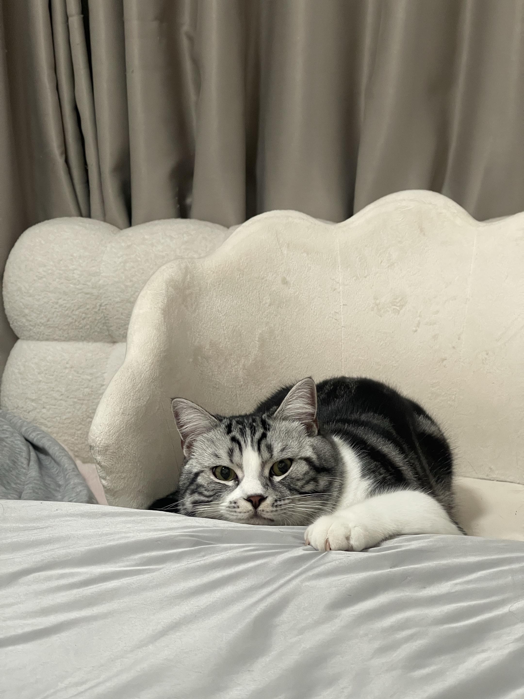 床搭子猫猫 你好好在家当猫 睡觉搭子 床上长猫了 我的猫咪