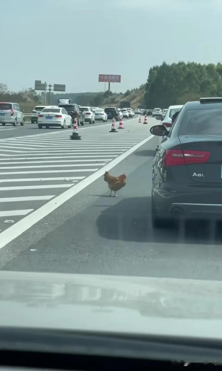 鸡也没有想到啊，本来说好带它去大城市的，谁知半路把它抛弃了[捂脸]
#大公鸡在路