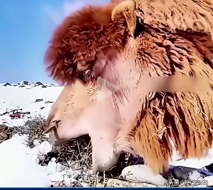 “吃最差的食物，干最累的活”，实际上，人们想到骆驼🐫！

然而，这用来形容农民