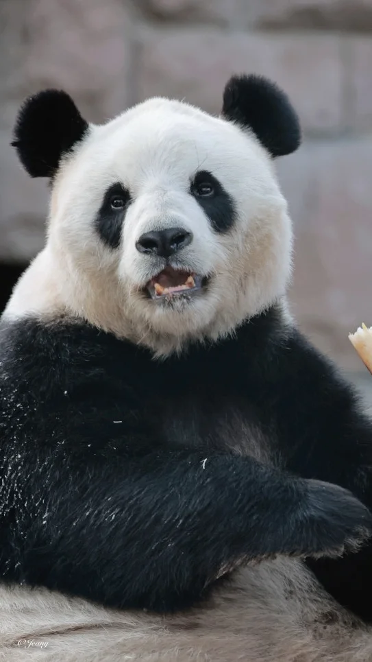 米奇萌萌🐼北动影后徐萌萌女士端庄动人😍