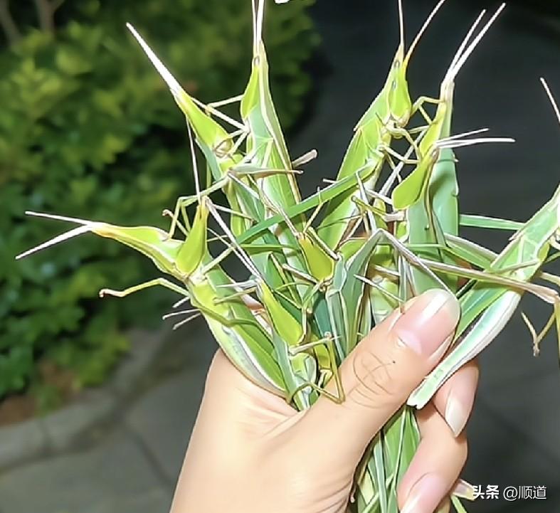 这是个狠人儿，一个我都不敢抓。