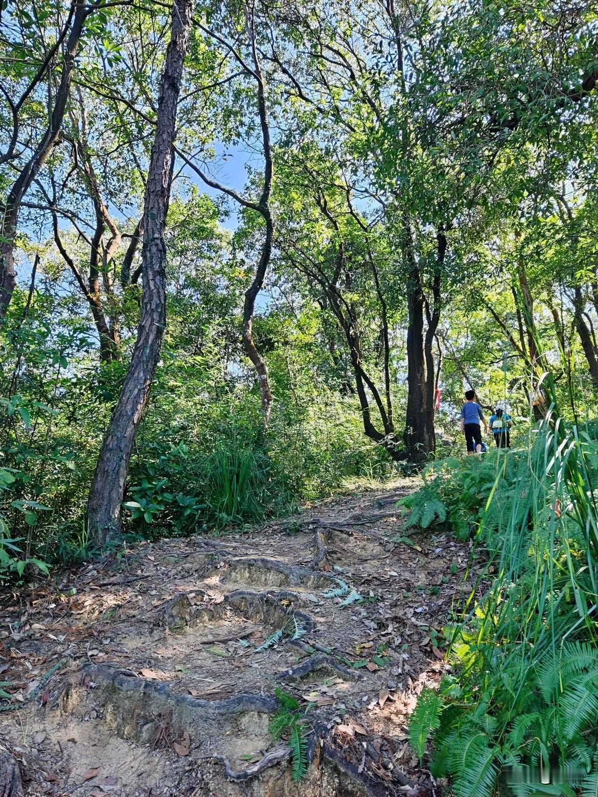 钻进这片山林的瞬间，暑气一下子就被挡在外面了。

阳光透过枝叶的缝隙碎碎地洒下来