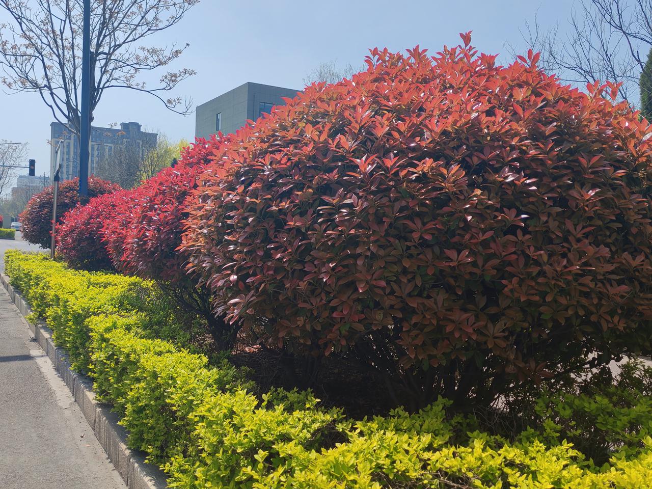 魅力东营东营文旅 春天的东营