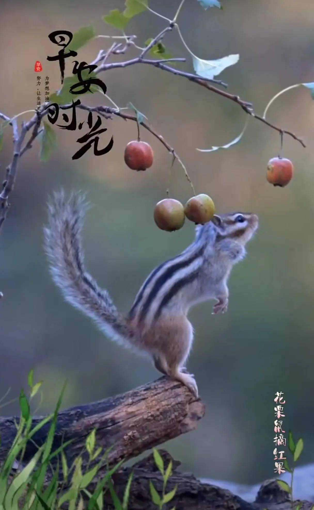 摘果子的花栗鼠，可爱的小精灵。