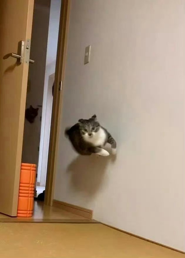 猫咪：没错！那个超级英雄就是我 