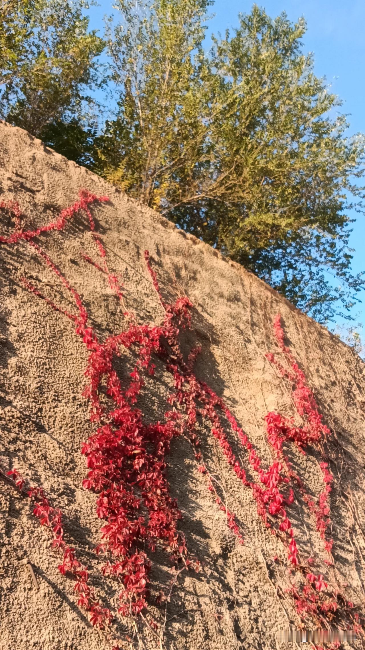 #秋日生活打卡季#秋天的轮廓

红色的瀑布
流淌在崖壁上
用古老的象形文字
一笔