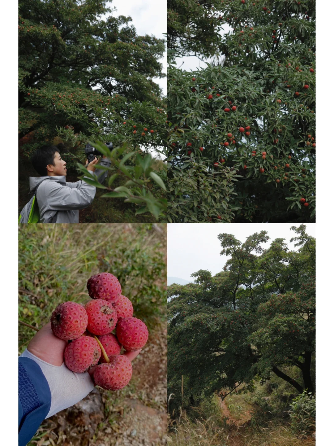昆明周边爬山｜沉浸式·摘不完的鸡素子果徒步