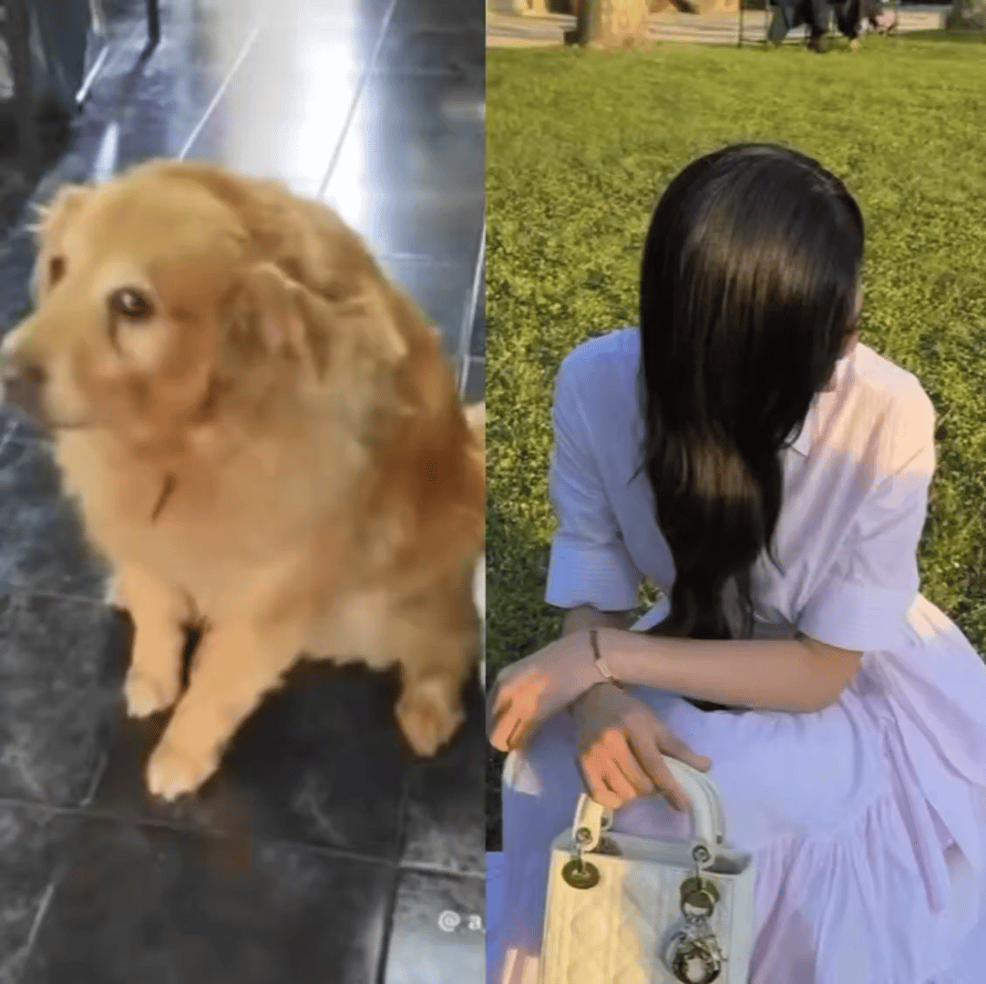 老抽色大金毛！ 
