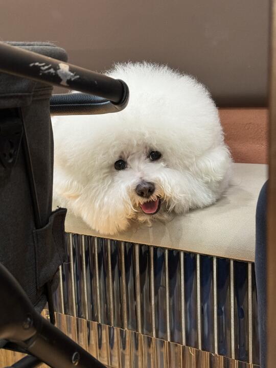 小狗不懂天气💛出门就开心