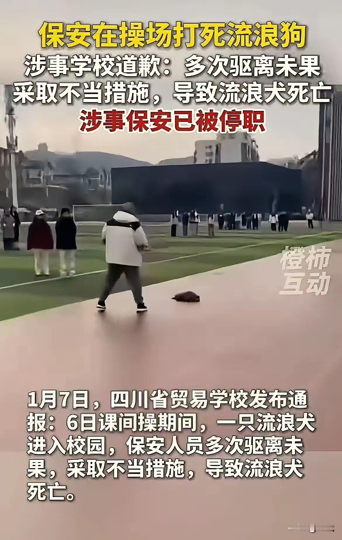 近日，四川雅安一学校课间操时，流浪狗闯进校园。保安多次驱赶无效，用棍子打死狗。学