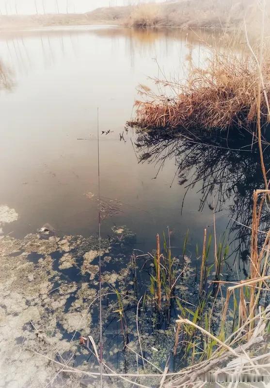 钓鱼清晨赴野塘，清风拂岸，水波轻漾。抛竿入水，静待鱼讯，心随浮漂起落。不问渔获多