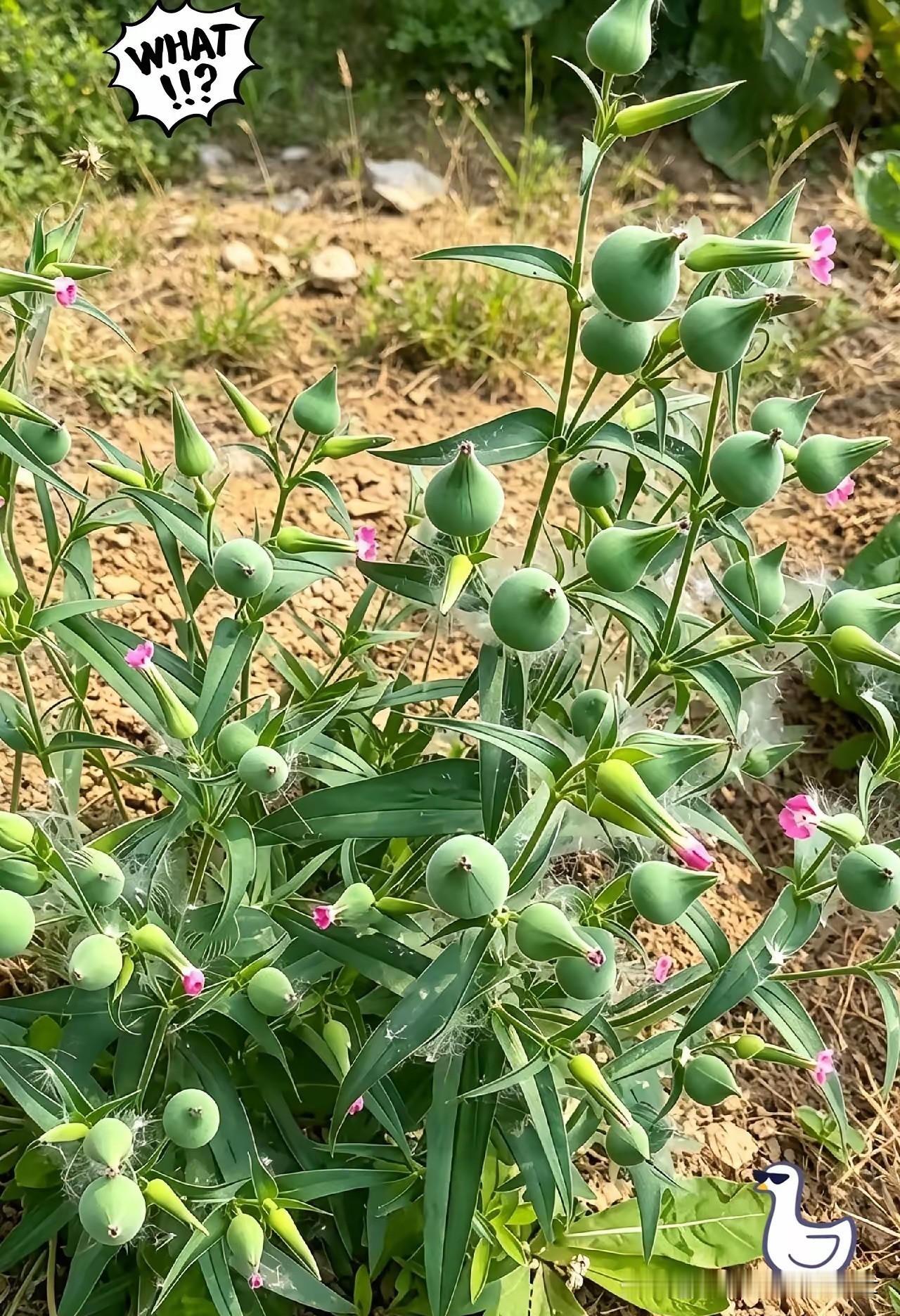 近日，河南一位村民去自家田边转悠查看庄稼，没成想，竟然在荒坡乱石旁突然发现了一株