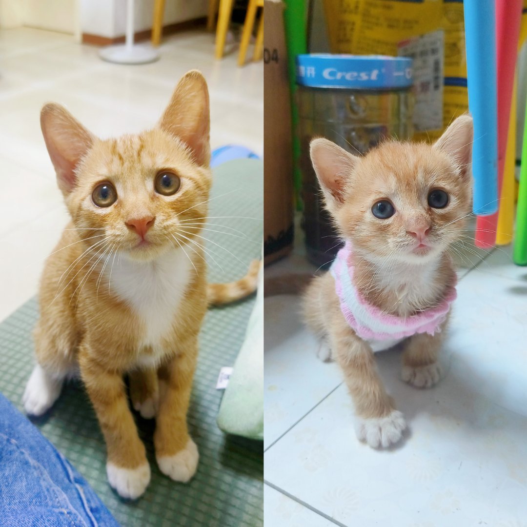 小猫咪真的长得好快吖已经快养2个月了所以它现在应该是3个月的崽了 ​​​