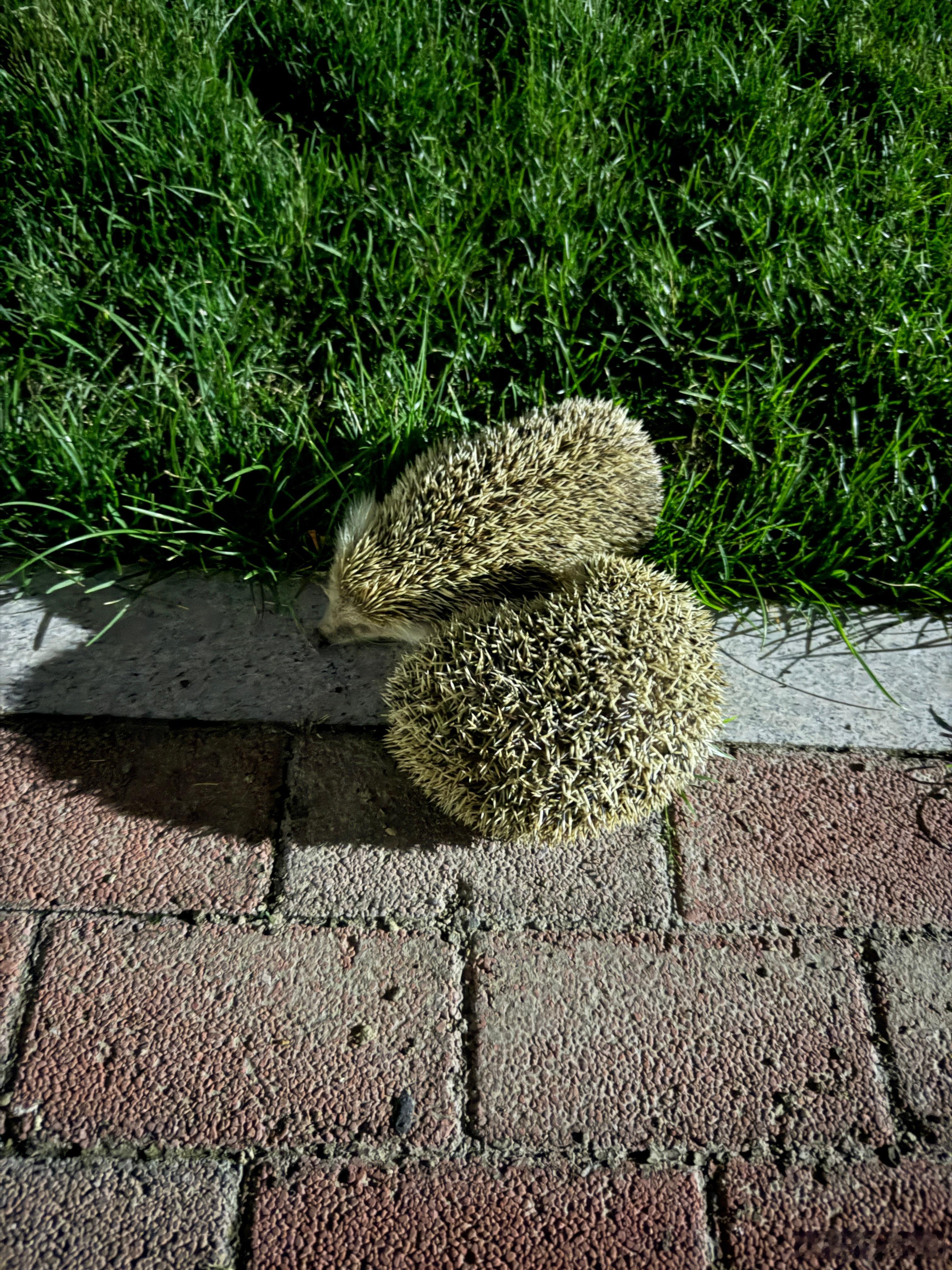 这俩刺猬在路边睡觉呢[允悲]还打呼噜啥时候能这么松弛就好了 ​​​